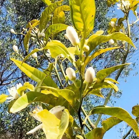 דירה Bilocale Con Giardino, 2 Minuti Dal Mare